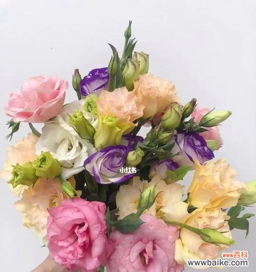 传递希望与友谊的花朵 洋桔梗的花语与寓意