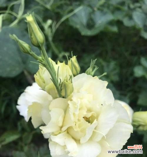 洋桔梗花语的深刻含义与象征 洋桔梗的花语和寓意