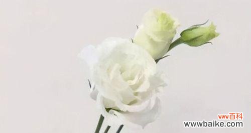 了解洋桔梗花的花语，传达真挚的情感 洋桔梗花的花语及寓意