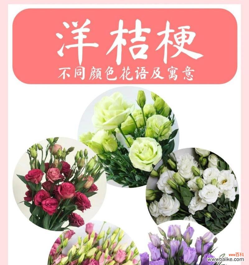 了解洋桔梗花的花语，传达真挚的情感 洋桔梗花的花语及寓意