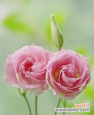 洋桔梗花语揭示的坚定爱情信念 洋桔梗花语