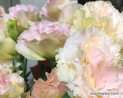 探究洋桔梗的象征意义及用途 洋桔梗花语与其寓意