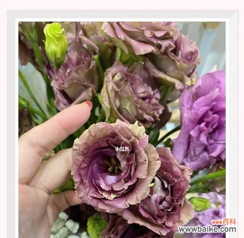 探究洋桔梗的象征意义及用途 洋桔梗花语与其寓意