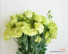 解读洋桔梗花语，传递爱与希望的花朵之语 洋桔梗花语的深刻含义