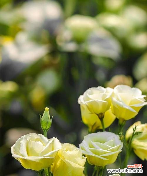 探寻洋桔梗的神秘花语及其深刻寓意 洋桔梗的花语与寓意