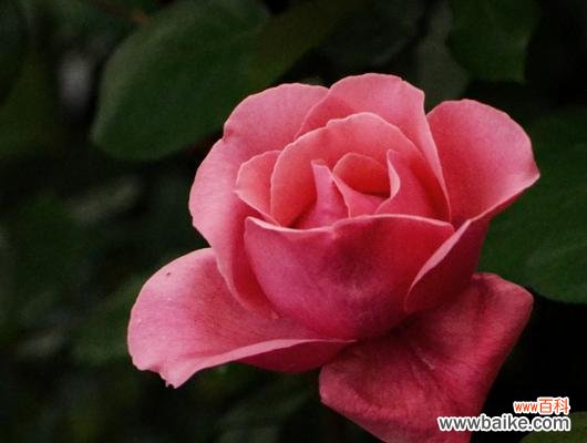 探寻月季花的深层含义 月季花的花语与寓意