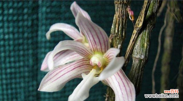 揭开以肿节石斛花语的神秘面纱 以肿节石斛的花语和含义解读