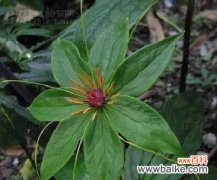 重楼花语的含义与文化背景 重楼花语