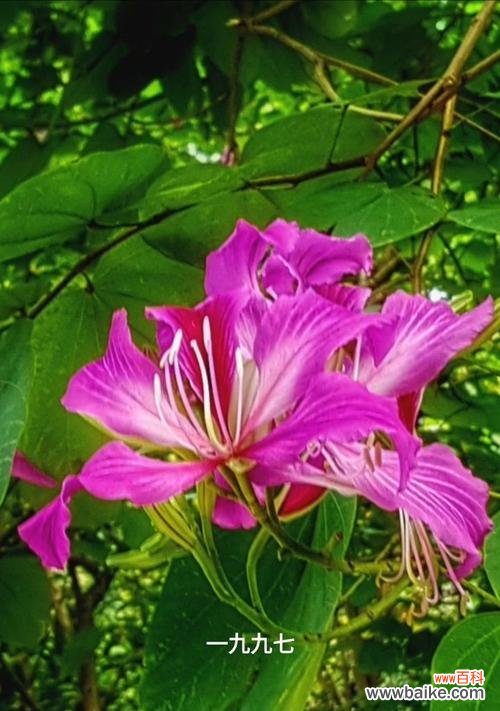 寓意丰富的珠海之花 珠海市花——红花掌中菊
