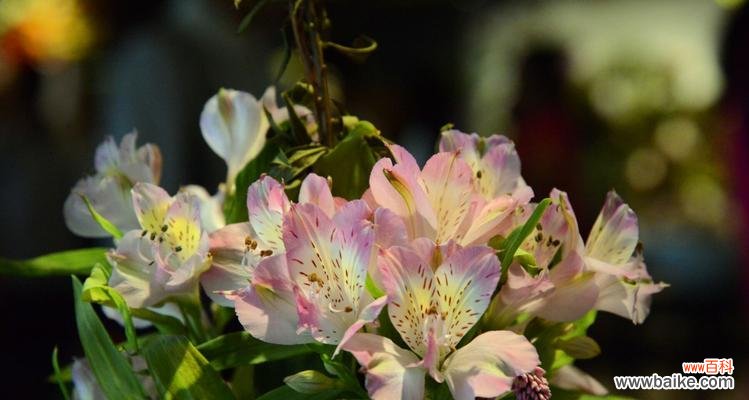 用花朵讲述友谊的真谛 五种代表友谊的花