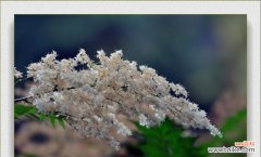 解析花语背后的深意 探寻珍珠梅的花语之美