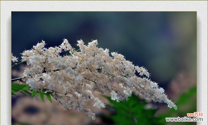 解析花语背后的深意 探寻珍珠梅的花语之美