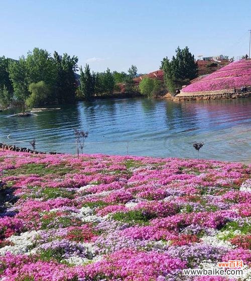 探寻芝樱的神秘魅力和深意 芝樱之美