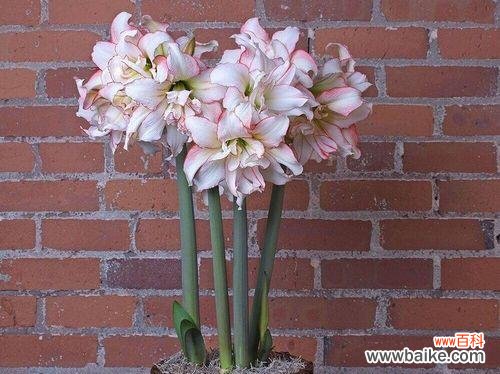 探索朱顶红花的含义与神话传说 朱顶红的花语和传说