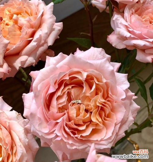 用朱丽叶玫瑰传递你的心意 朱丽叶玫瑰花语的魅力