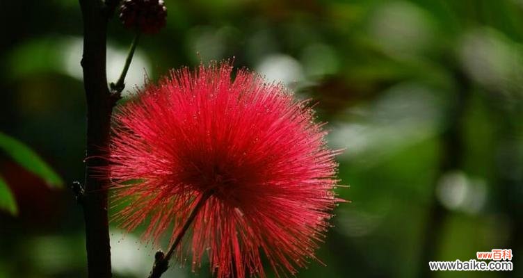 探秘朱缨花的花语及其代表意义 朱缨花