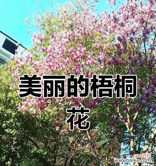 中国梧桐的花语象征着什么？
