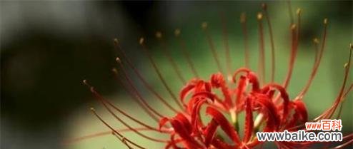 哪种花代表思念？它的花语是什么？