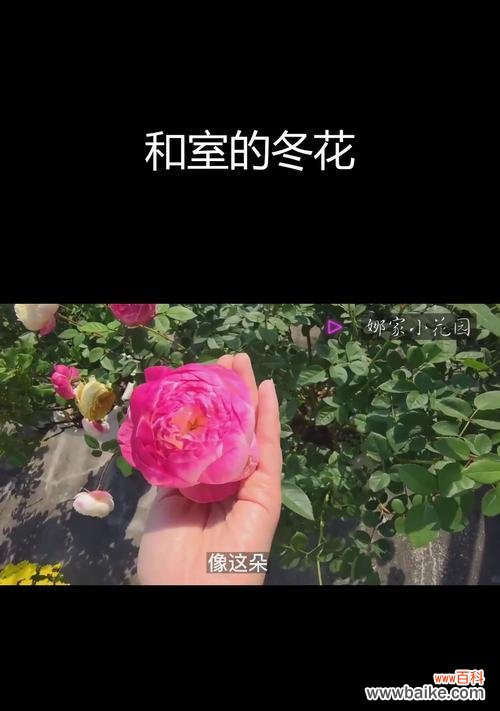 渐变月季的花语有何独特之处？