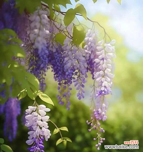 哪种花的花语代表了深深的思念?