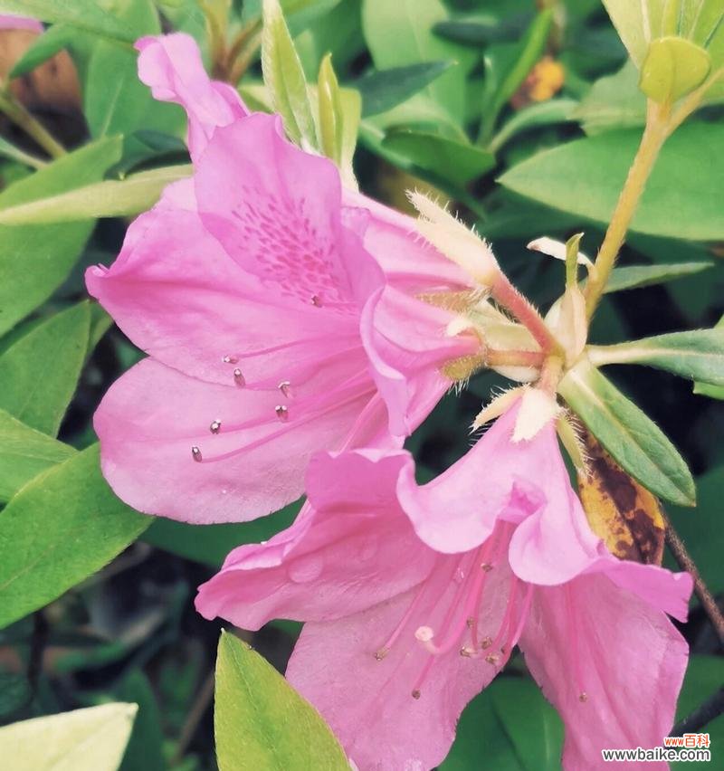 映山红代表什么?它的花语有哪些深层含义?