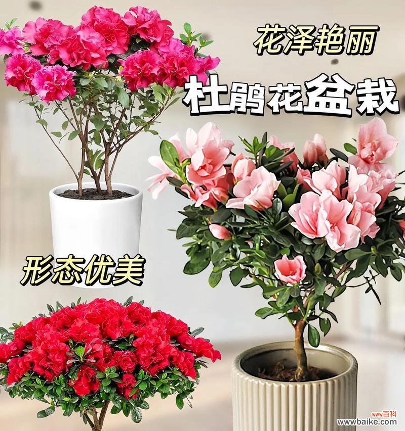 映山红代表什么?它的花语有哪些深层含义?