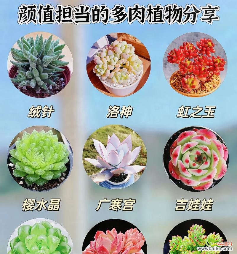 多肉植物的花语有哪些？
