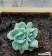 多肉植物的花语有哪些？