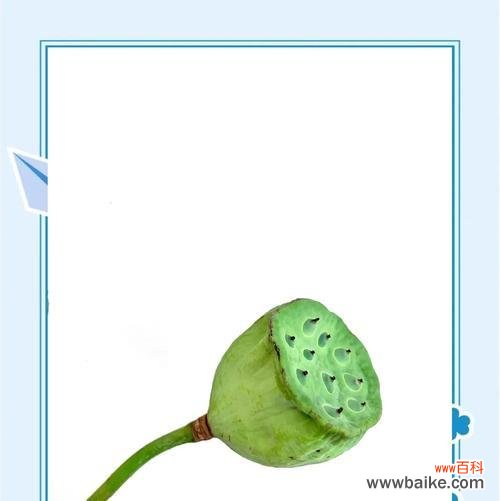 莲蓬颜色的花语有哪些好看的选择？