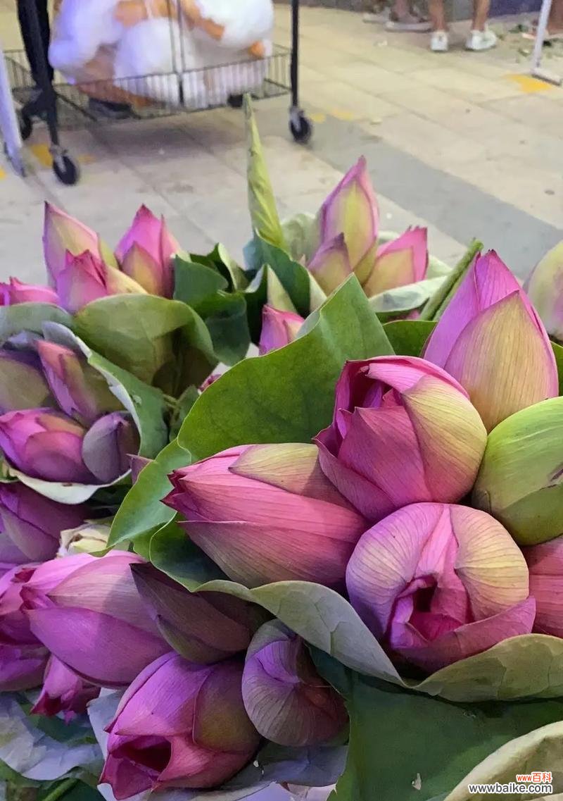 莲蓬颜色的花语有哪些好看的选择？