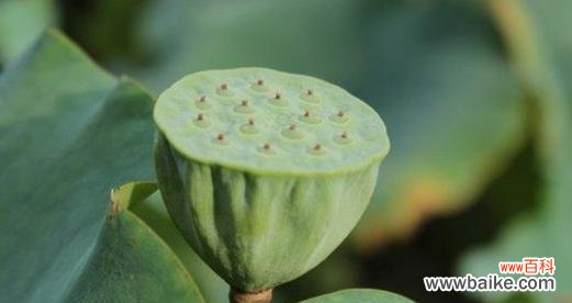 莲蓬颜色的花语有哪些好看的选择？