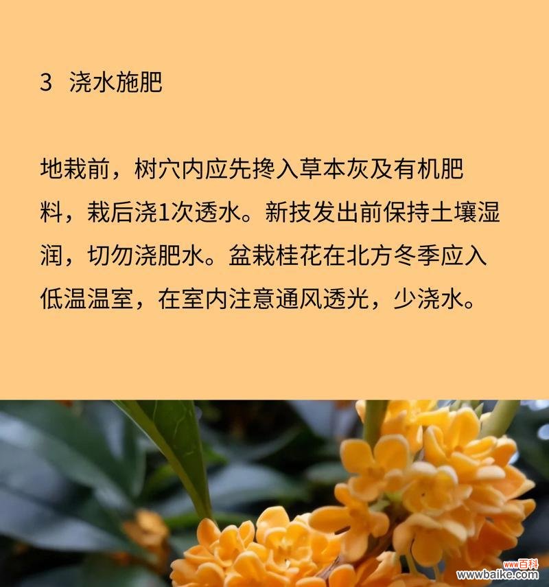 金木犀花语是否代表谦虚？背后有何故事？