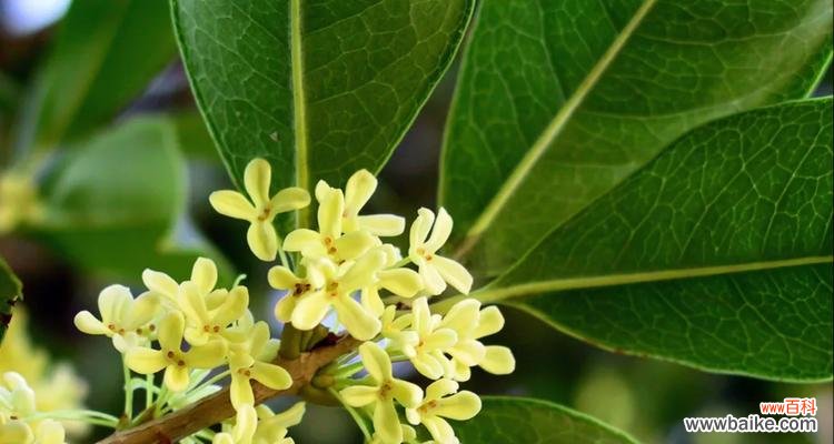 金木犀花语是否代表谦虚？背后有何故事？