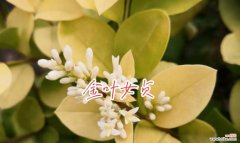 金木犀花语是否代表谦虚？背后有何故事？