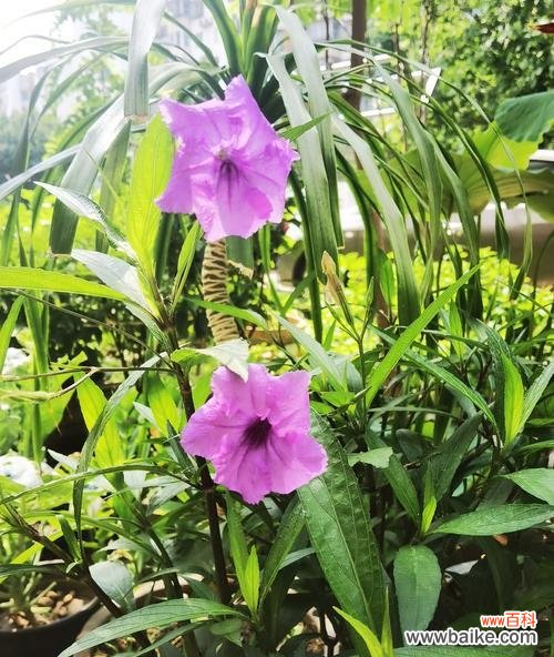 白洋梗的花语有何含义?