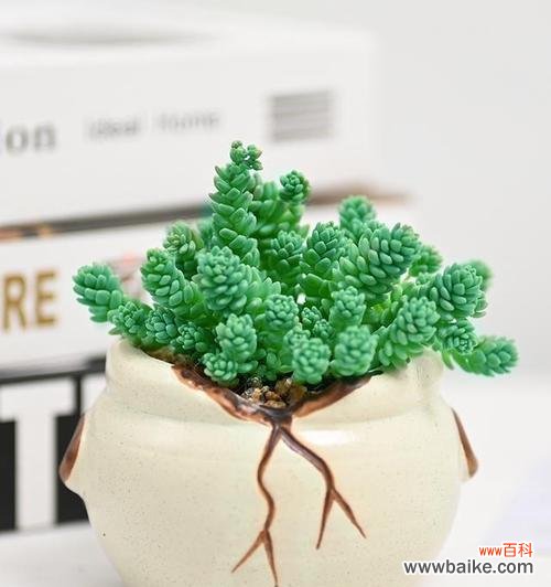 多肉绒针花语有何含义？它适合送给谁？