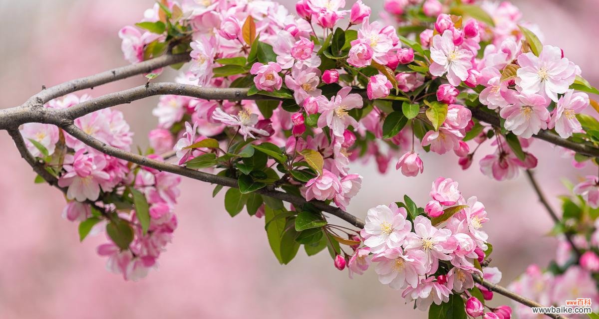 我们结婚啦花语是什么意思？等别离开的花语又是什么？