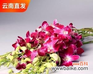 探索美丽花卉背后的深刻内涵 洋兰花的寓意与象征意义