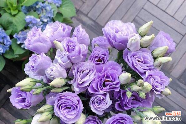 探寻洋桔梗的深意 洋桔梗花语与寓意