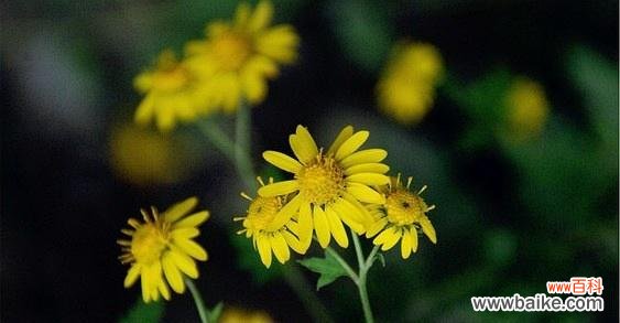 解读野菊花的花语与象征 以野菊花花语代表的意义