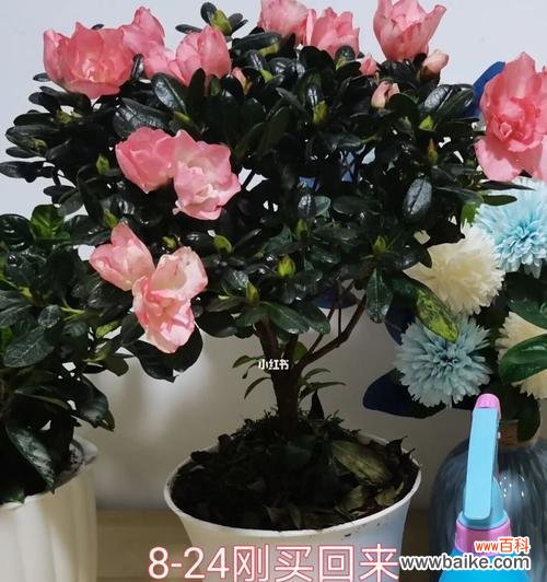 呵护花朵,呵护生命,关爱心灵的栖息地 以养杜鹃花,传递生命的寓意