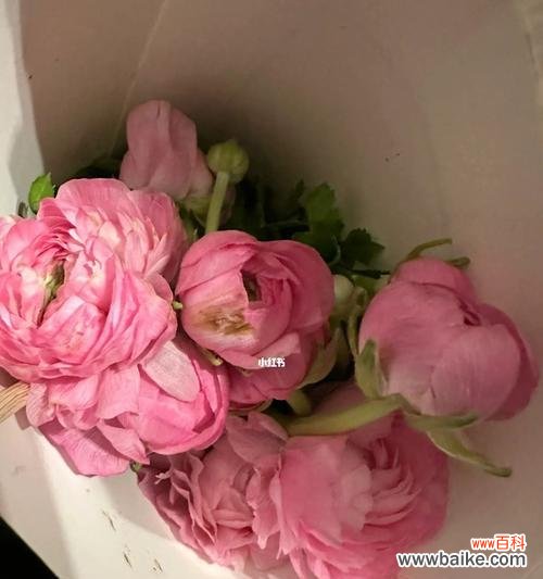 揭秘洋牡丹花语，绽放爱与美的心灵之花 洋牡丹花语