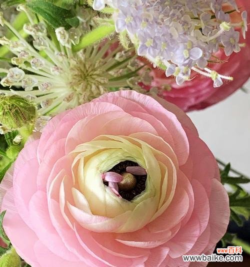 洋牡丹寓意揭示人生智慧,传递美好祝福 洋牡丹花语