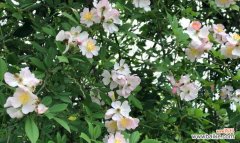 探寻野蔷薇背后的意义与魅力 野蔷薇