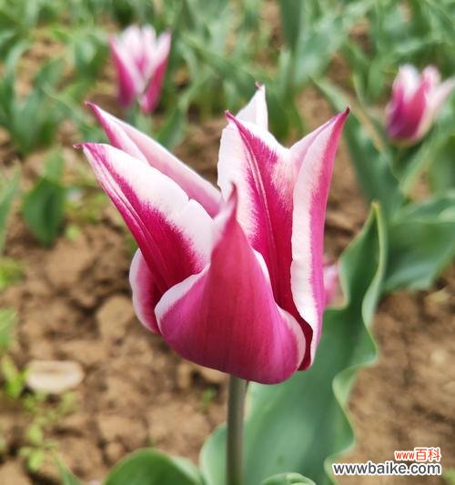 用郁金香花语传递贞操的内涵与价值 以野生郁金香花语贞操为主题的文章