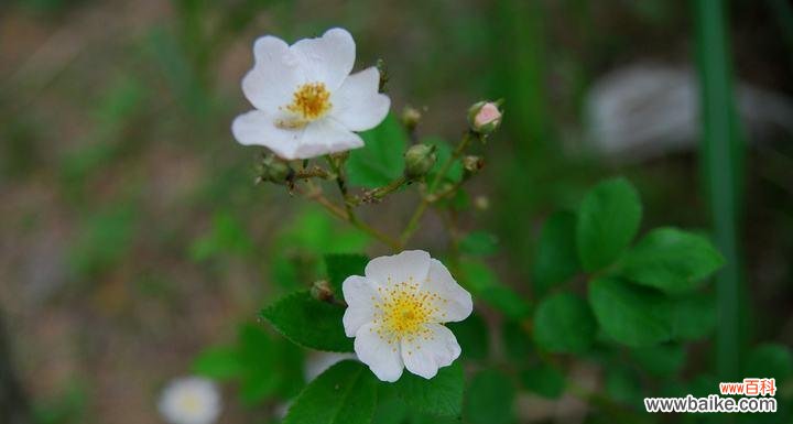 探寻野蔷薇花语背后的情感与寓意 野蔷薇花语的意义与传承