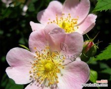 解读野蔷薇花语，探寻其鲜花背后的含义 野蔷薇花语及其深刻的代表意义