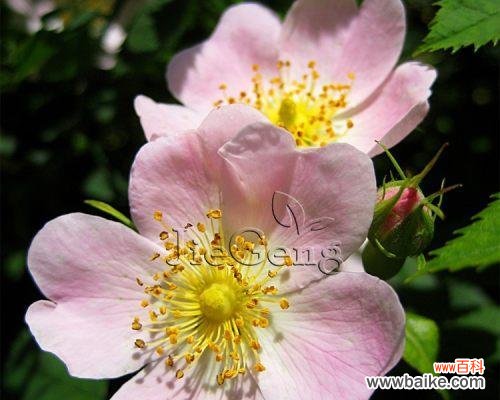 解读野蔷薇花语,探寻其鲜花背后的含义 野蔷薇花语及其深刻的代表意义