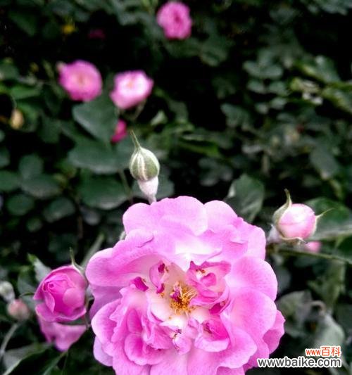 解读野蔷薇花语,探寻其鲜花背后的含义 野蔷薇花语及其深刻的代表意义