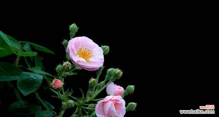 解读野蔷薇花语,探寻其鲜花背后的含义 野蔷薇花语及其深刻的代表意义